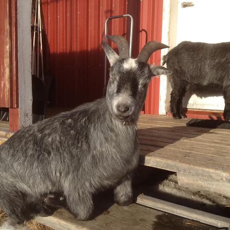 Ofelas Islandshaestar & Guideservice Kiruna Exterior photo