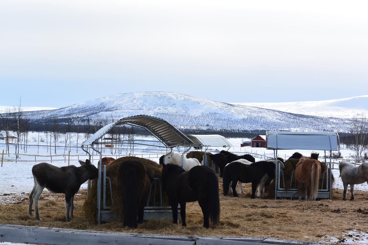Ofelas Islandshaestar & Guideservice Kiruna Exterior photo